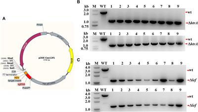 Efficient Genome Editing by a Miniature CRISPR-AsCas12f1 Nuclease in Bacillus anthracis